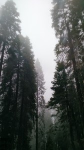 Sequoia National Park California